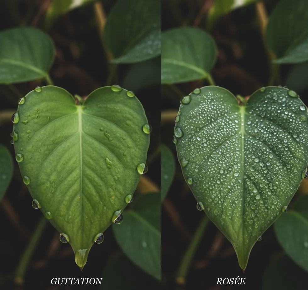 Comparaison côte à côte entre guttation localisée aux bords d'une feuille de pothos et condensation de rosée uniforme sur toute la surface foliaire