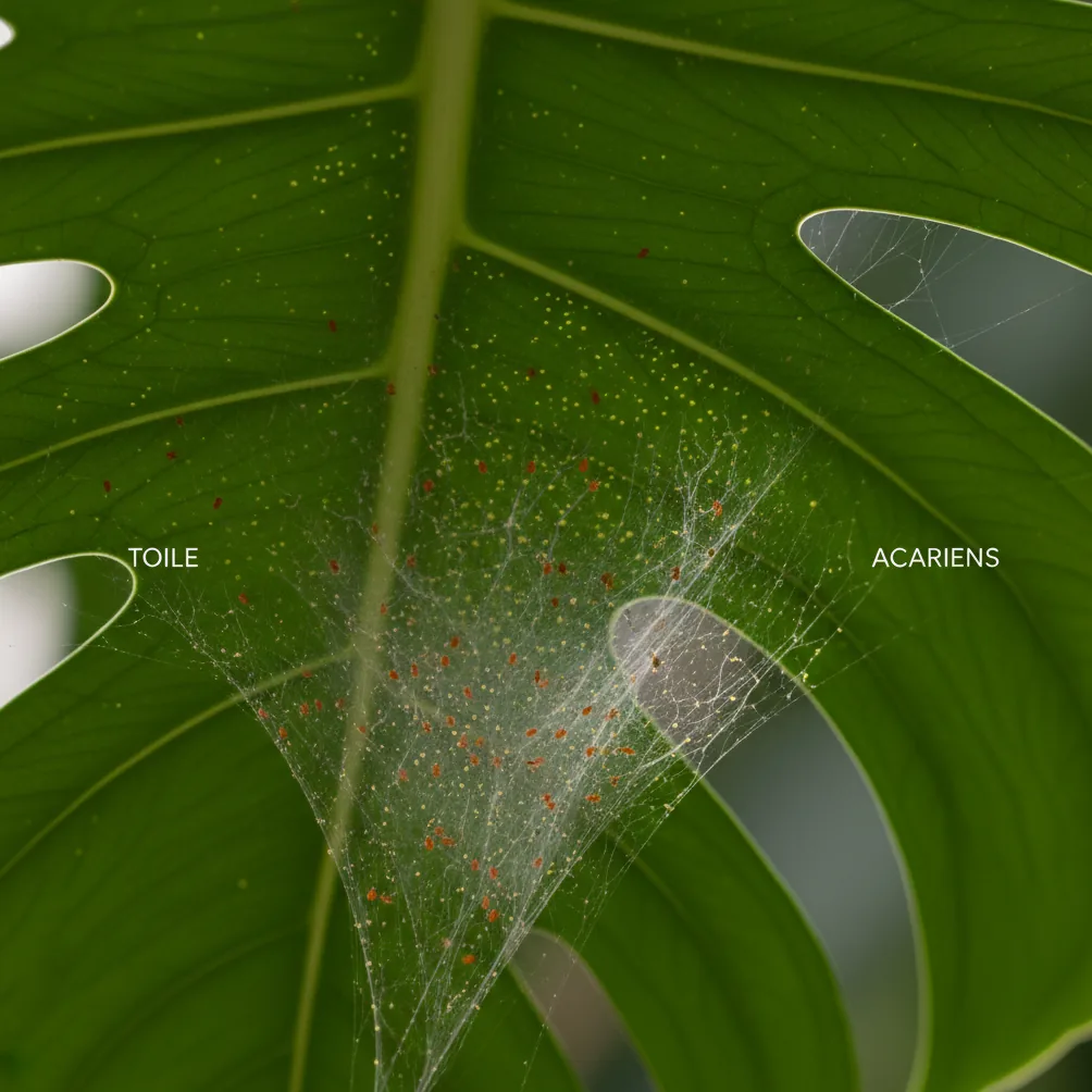 Toile d'araignées rouges et acariens tétranyques sur la face inférieure d'une feuille tropicale