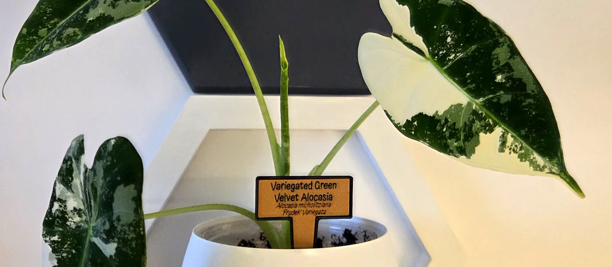 Tag TropiTag piqué dans un pot d'Alocasia variegated