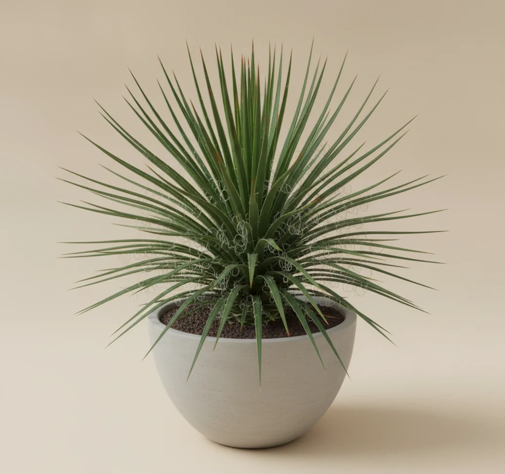 Twin-Flowered Agave (Agave à fleurs jumelées)