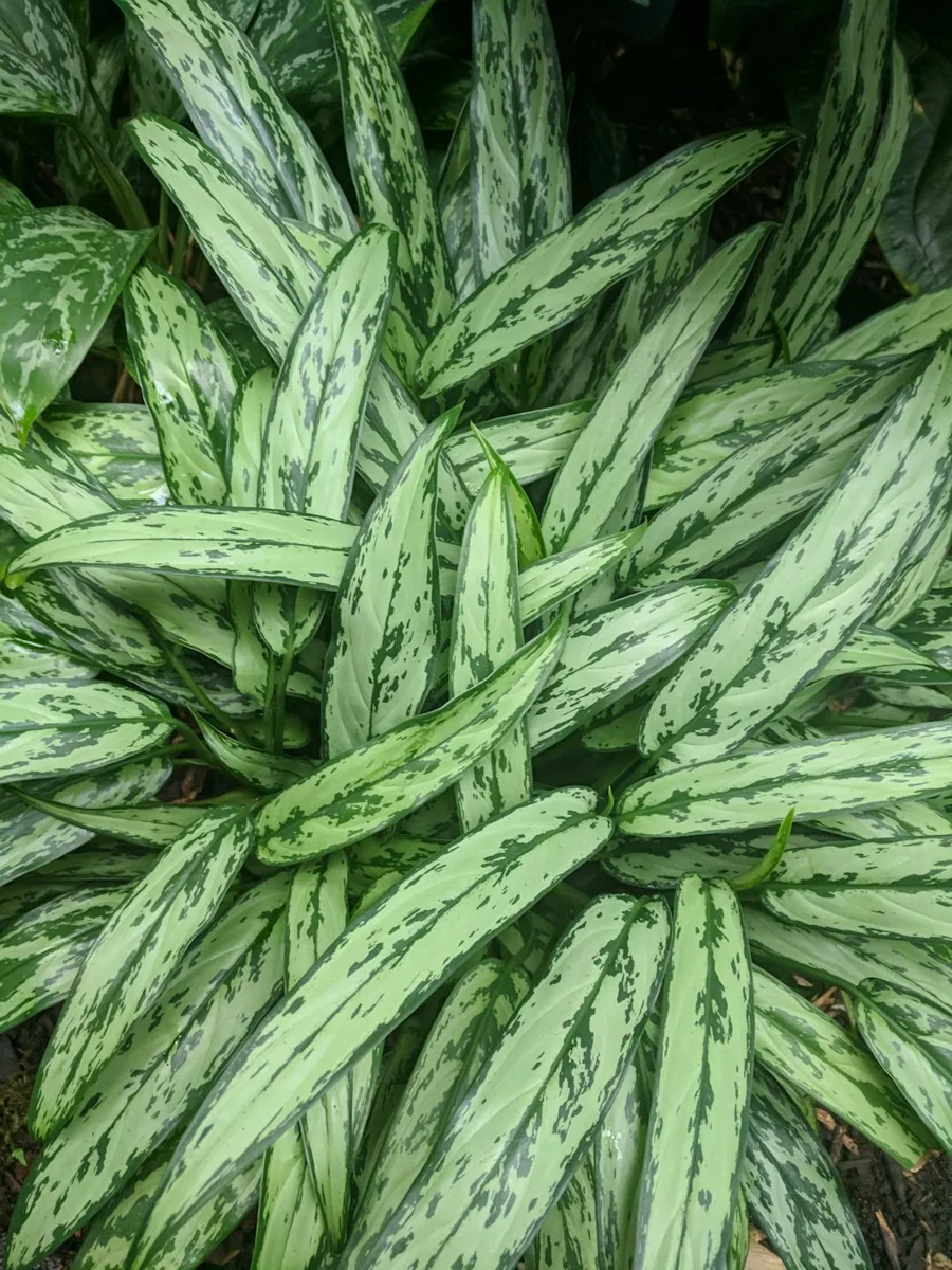 Chinese Evergreen (Aglaonema)