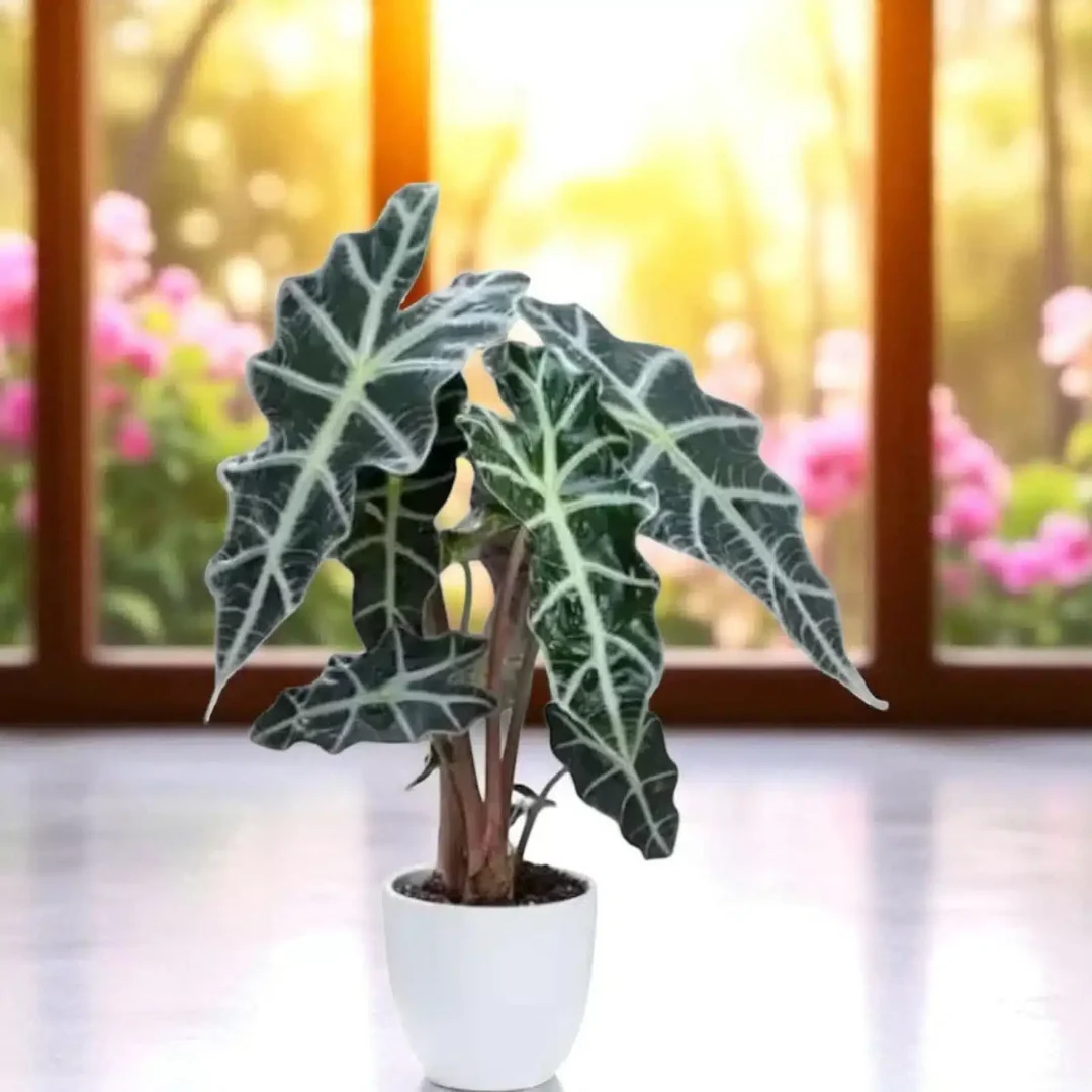 African Mask Plant 'Polly' (Alocasia Polly)