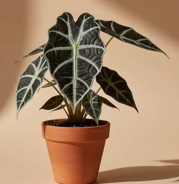 Black Velvet Alocasia