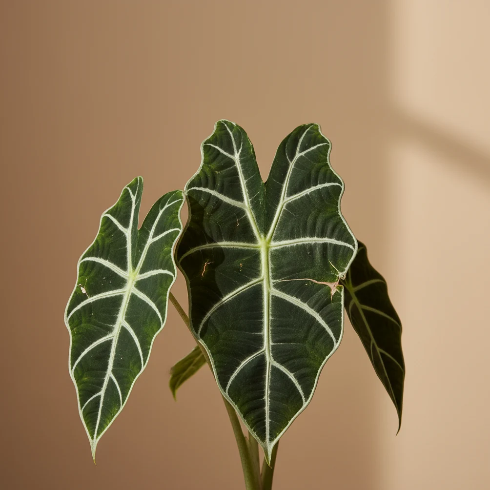 Green Velvet Alocasia