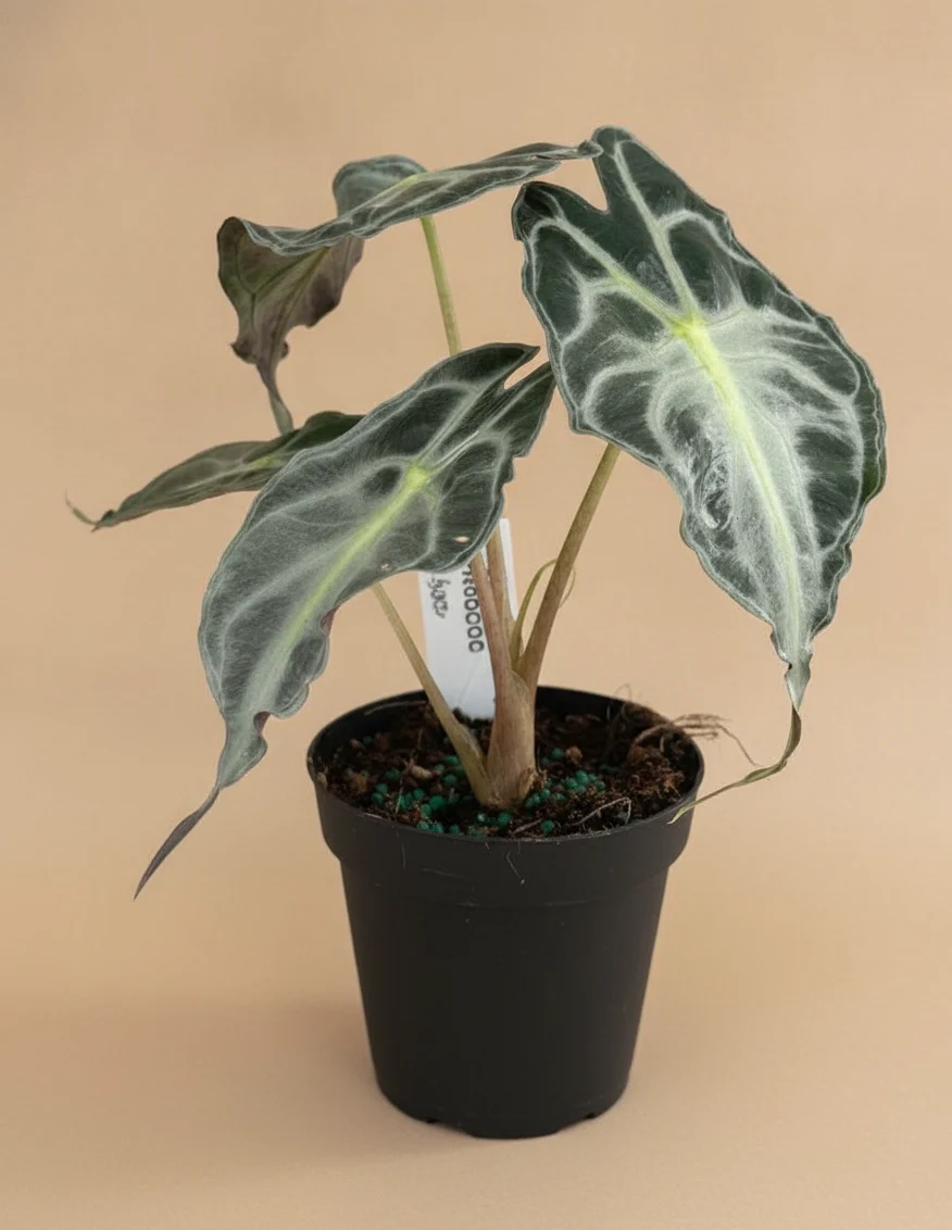Venom Alocasia (Alocasia Venom)