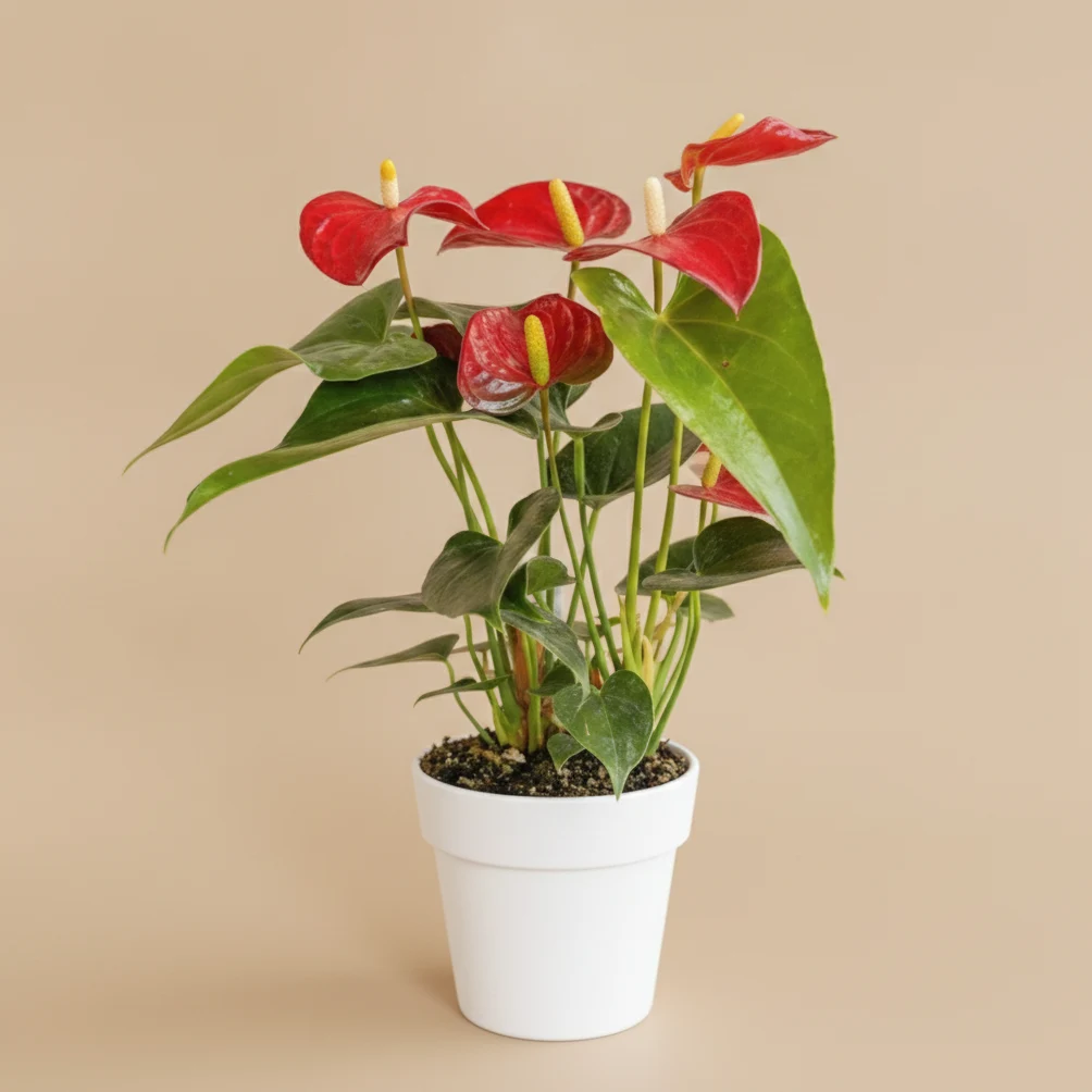 Anthurium (Flamant Rose)