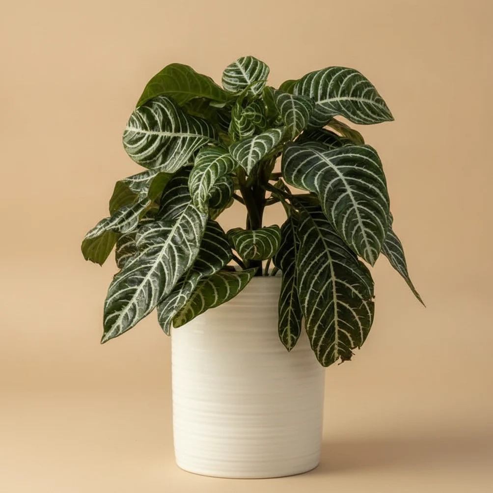 Zebra Plant (Plante Zèbre)