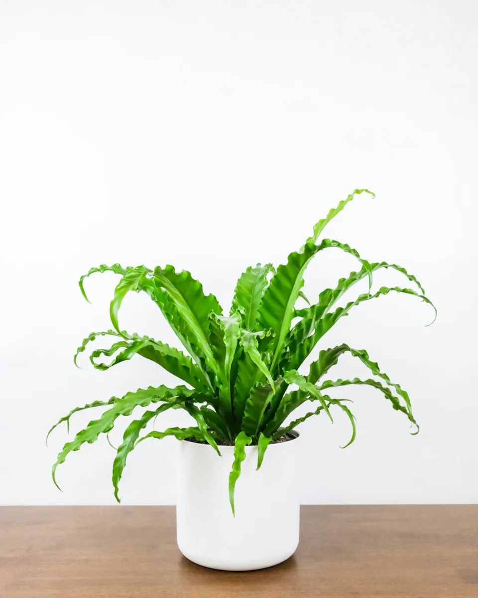 Bird's Nest Fern (Fougère Nid d'Oiseau)