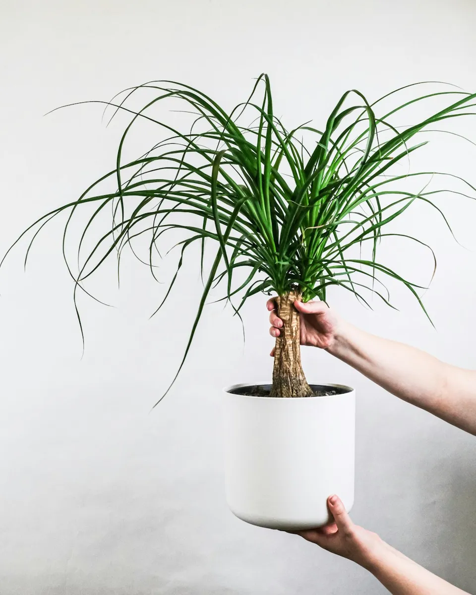 Ponytail Palm (Pied d'Éléphant)