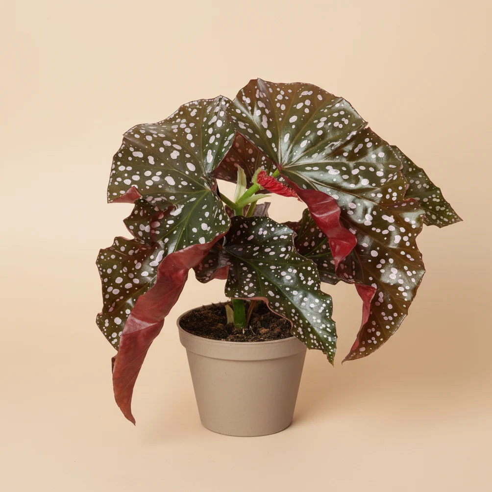 Begonia 'Cracklin' Rosie'