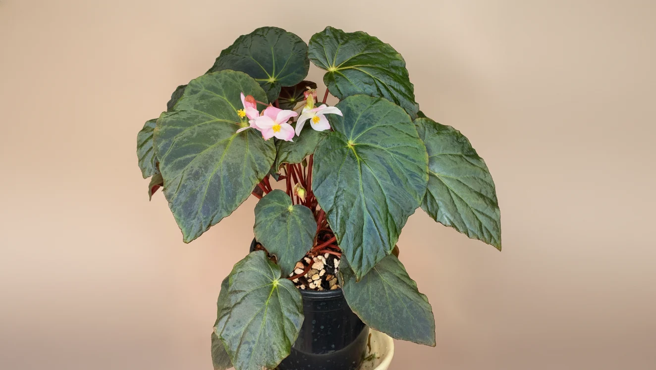 Peacock Begonia (Bégonia Paon)