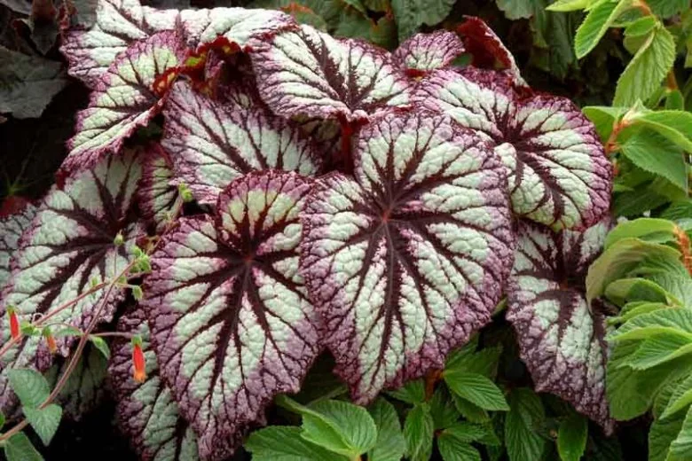 Rex Begonia (Bégonia Rex)