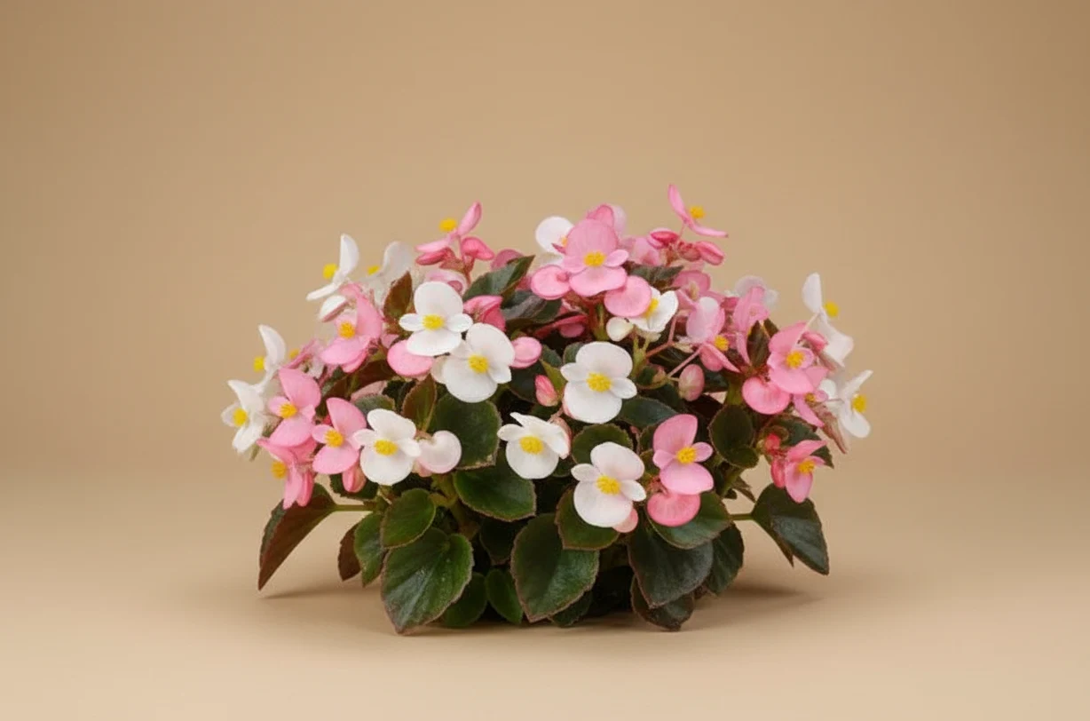 Wax Begonia (Bégonia de Cire)