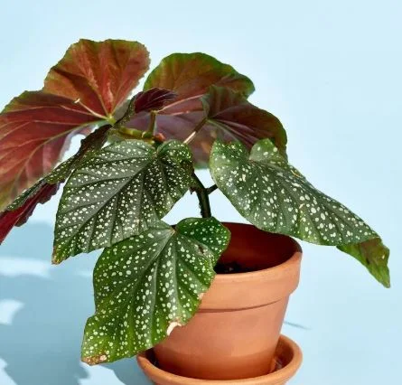 Brazilian Heart Begonia