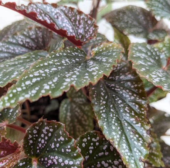 Angel Wing Begonia (Bégonia Aile d'Ange)