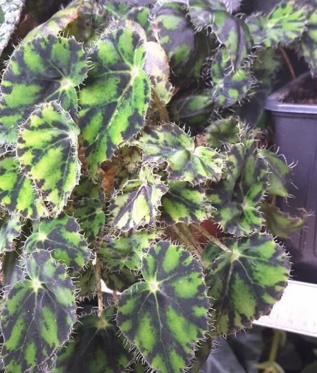 Eyelash Begonia
