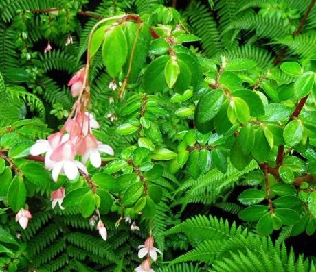 Fuchsia Begonia (Bégonia Fuchsia)