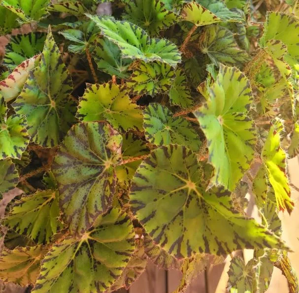 Maple-leaf Begonia
