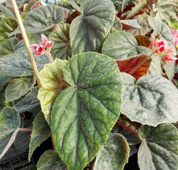 Elephant Ear Begonia