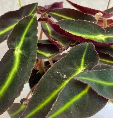 Striped Begonia (Bégonia Listada)