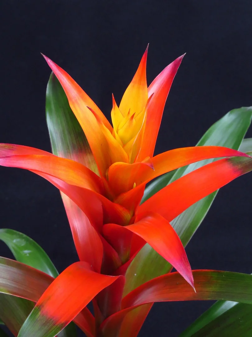 Bromeliad (Broméliacée)