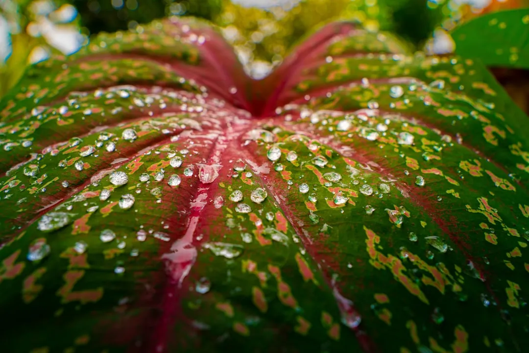 Angel Wings (Caladium)