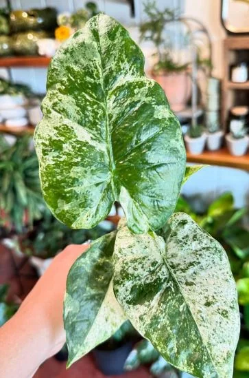 Alocasia Camouflage
