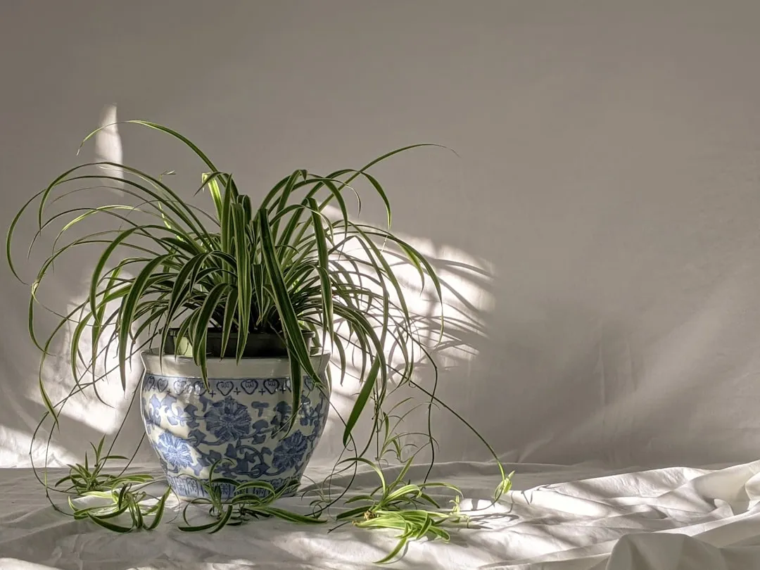 Spider Plant (Plante Araignée)