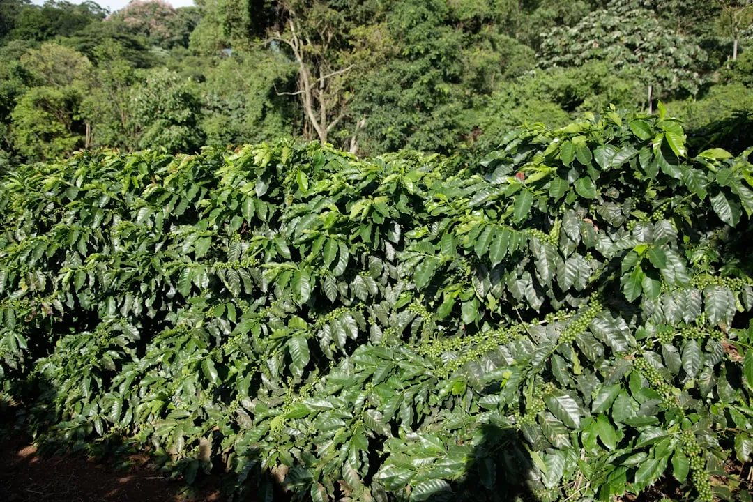 Coffee Plant (Caféier)