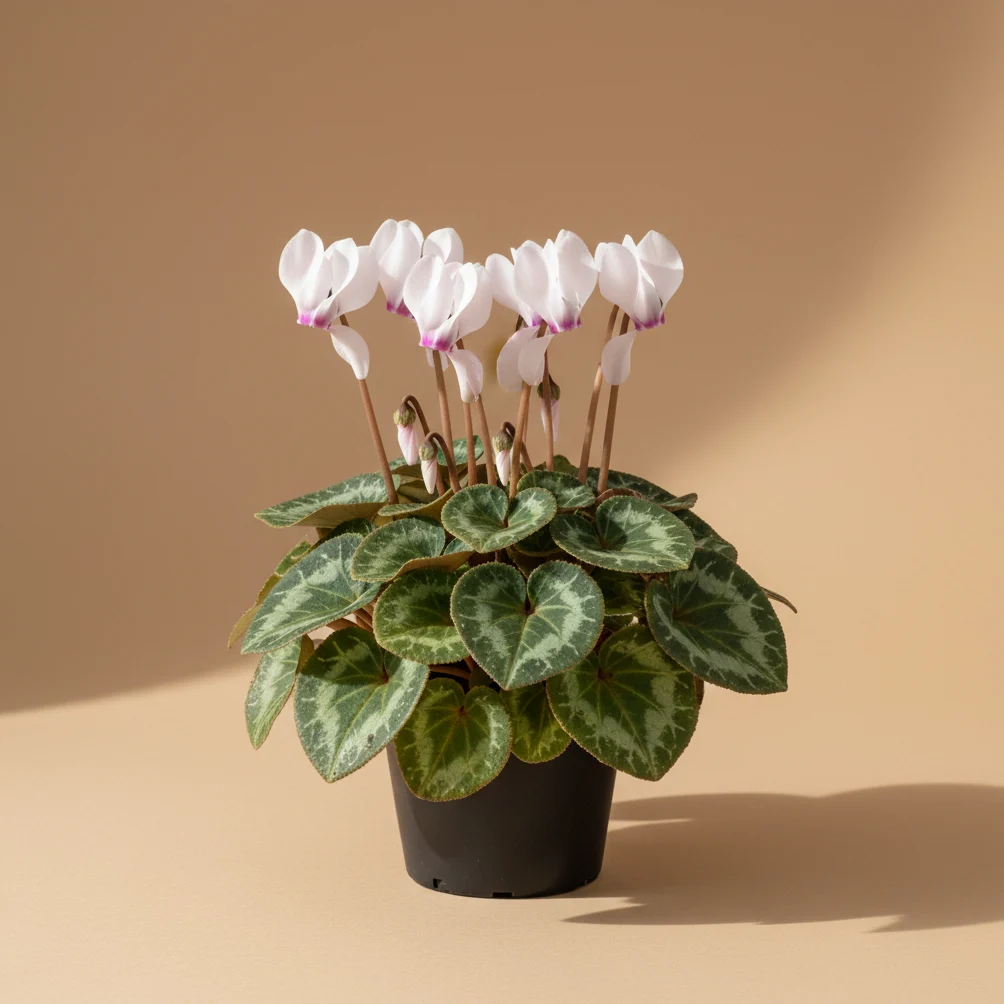 Florist's Cyclamen (Cyclamen)