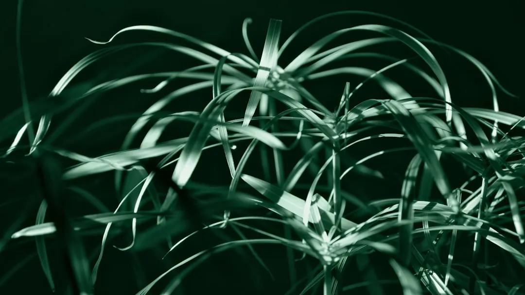 Umbrella Papyrus (Papyrus Nain)