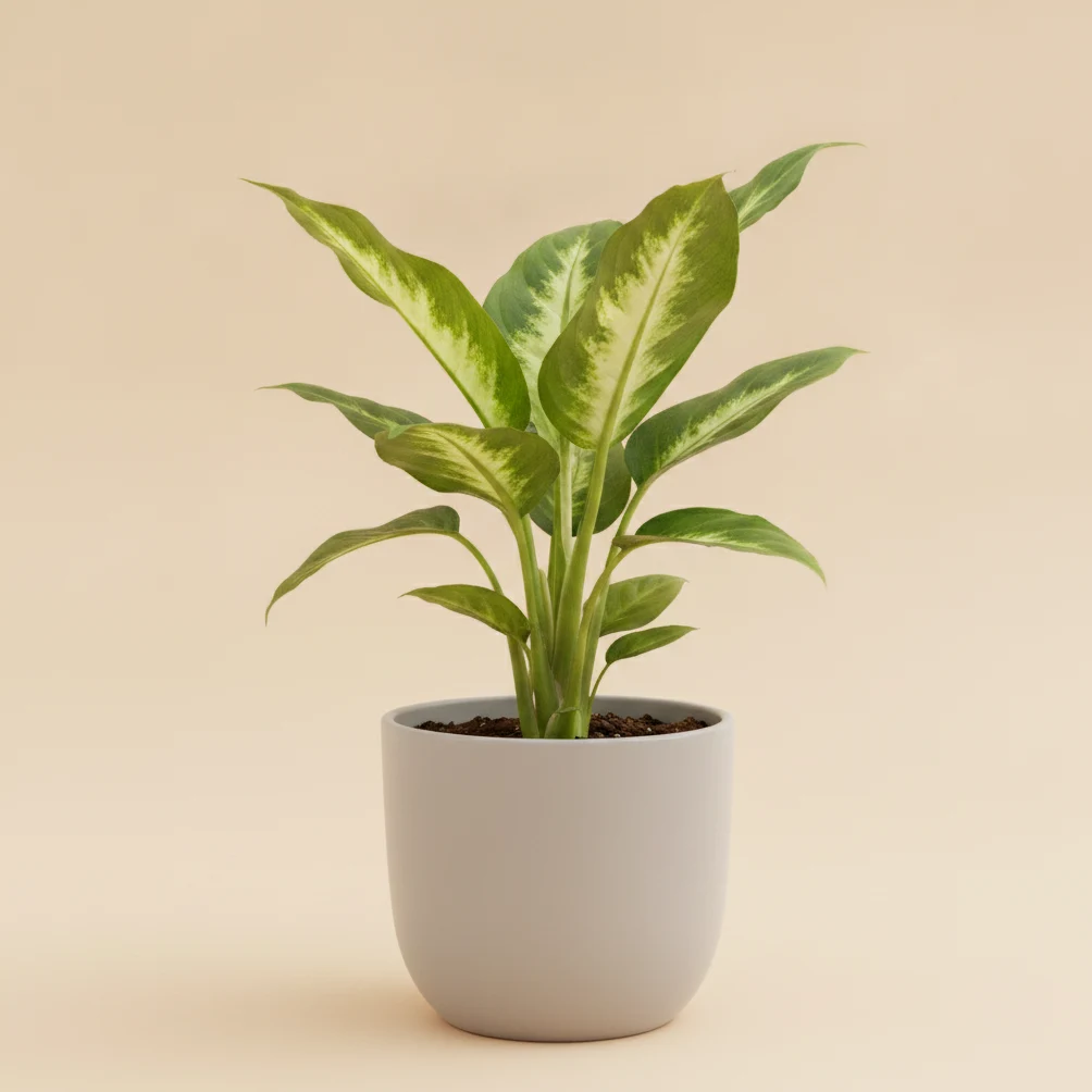 Dumb Cane Camille (Dieffenbachia Camille)