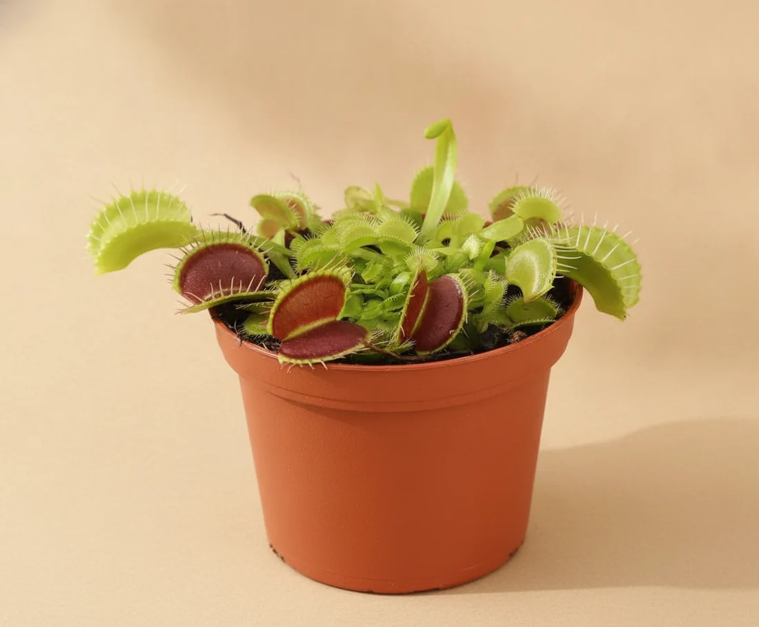 Venus Flytrap (Dionée attrape-mouche)
