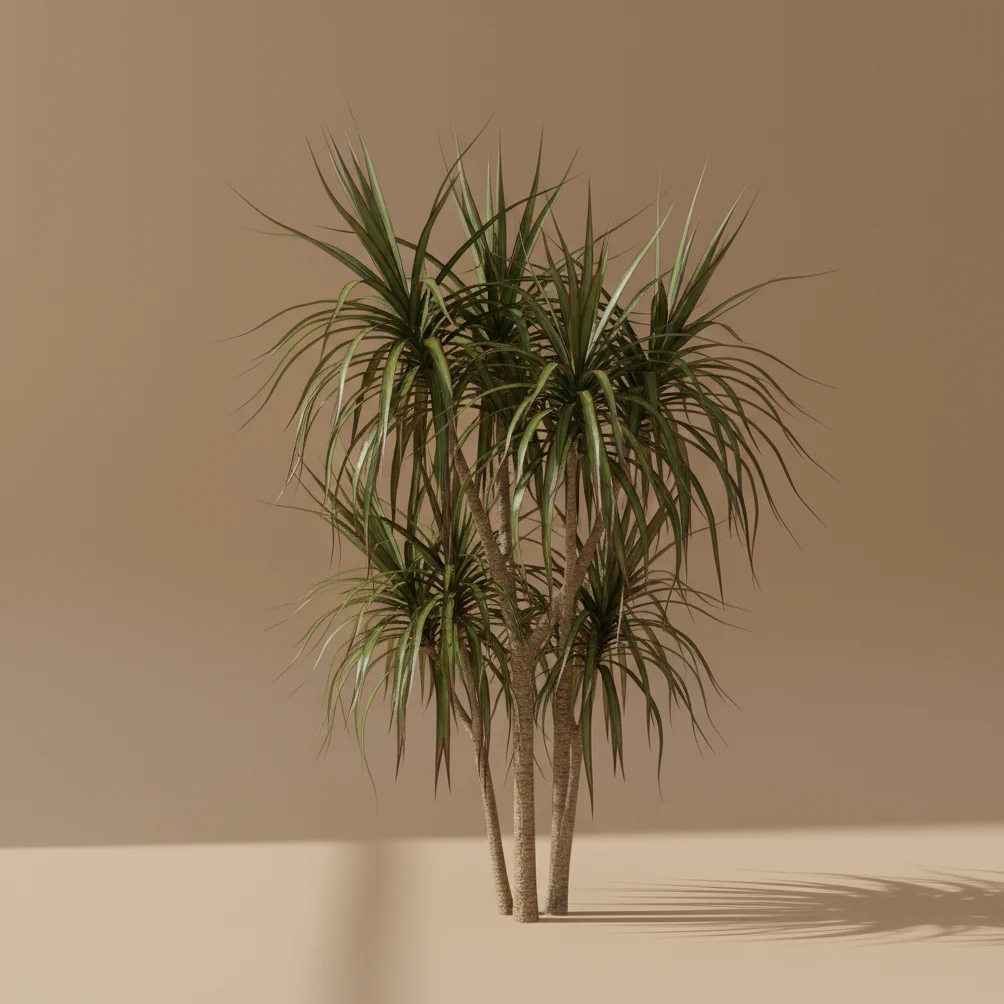 Dracaena marginata (Dragon Rouge)