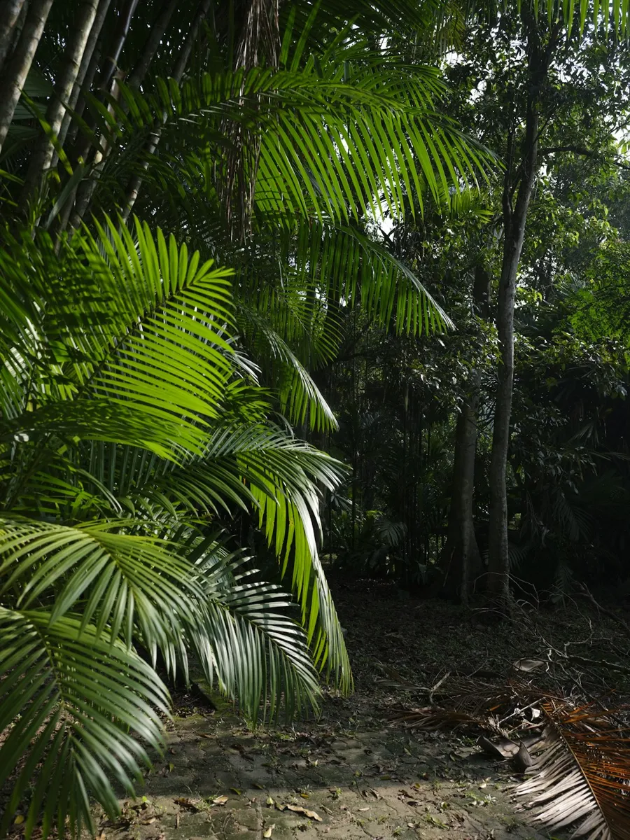 Areca Palm (Palmier Areca)