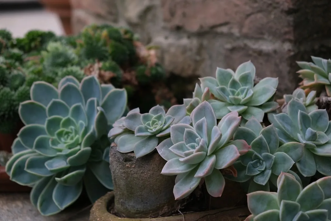 Echeveria
