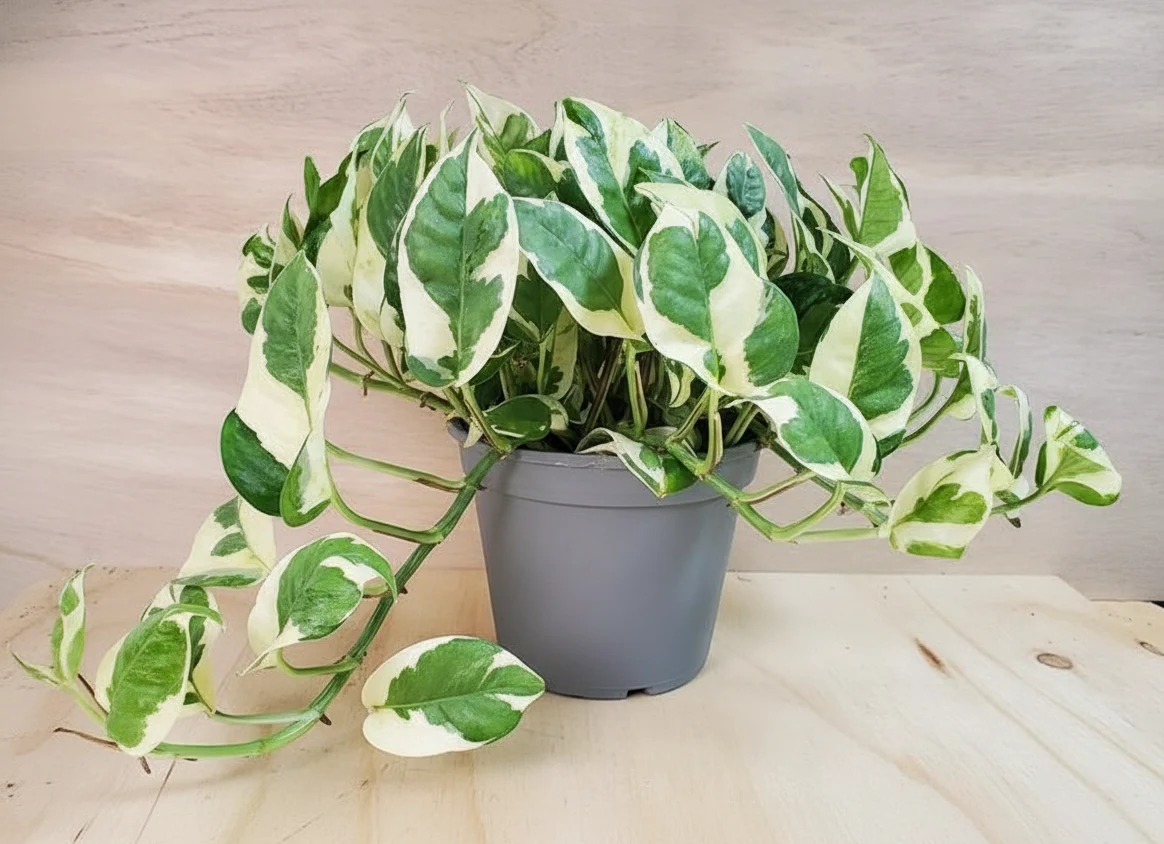 Pothos N'Joy