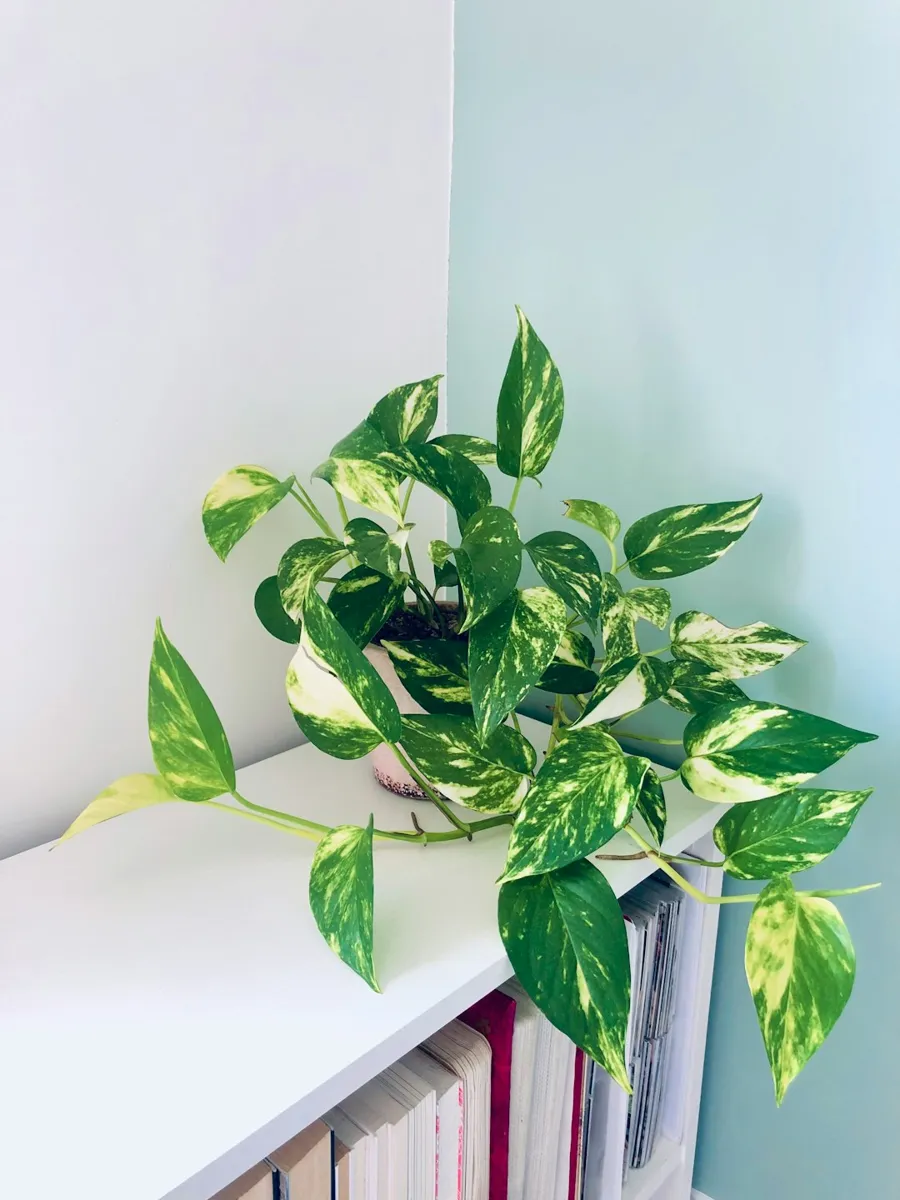 Golden Pothos
