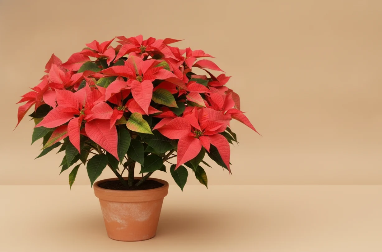 Poinsettia (Étoile de Noël)