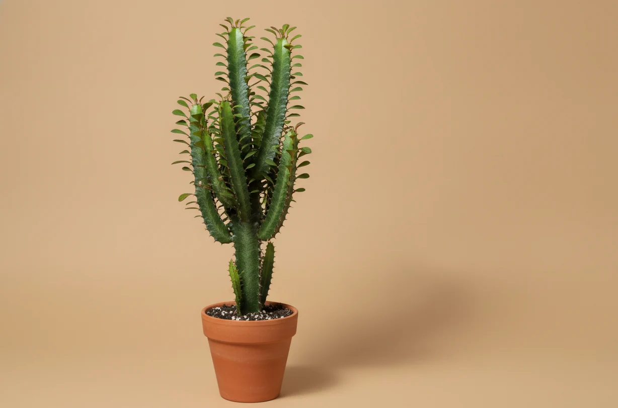 African Milk Tree (Cactus Africain)