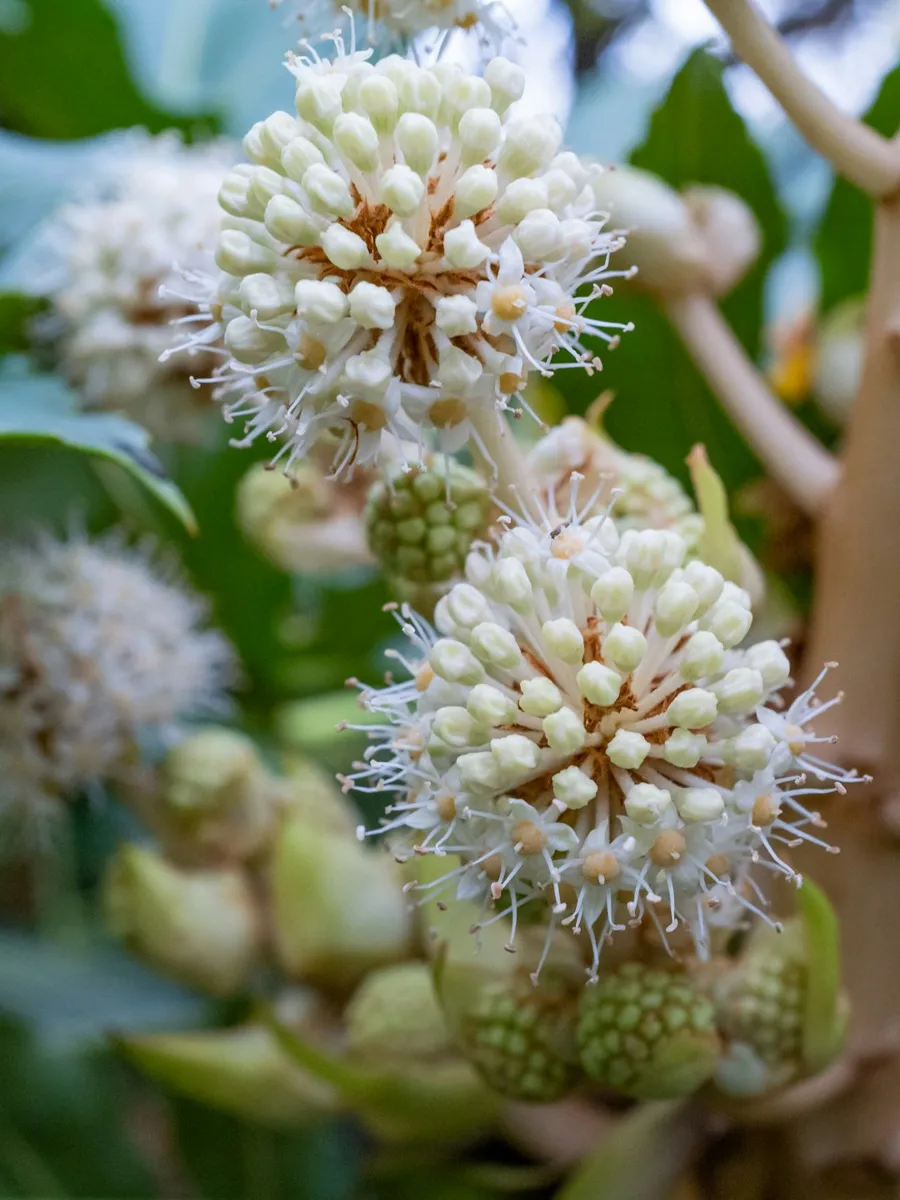 Japanese Aralia (Fatsia)