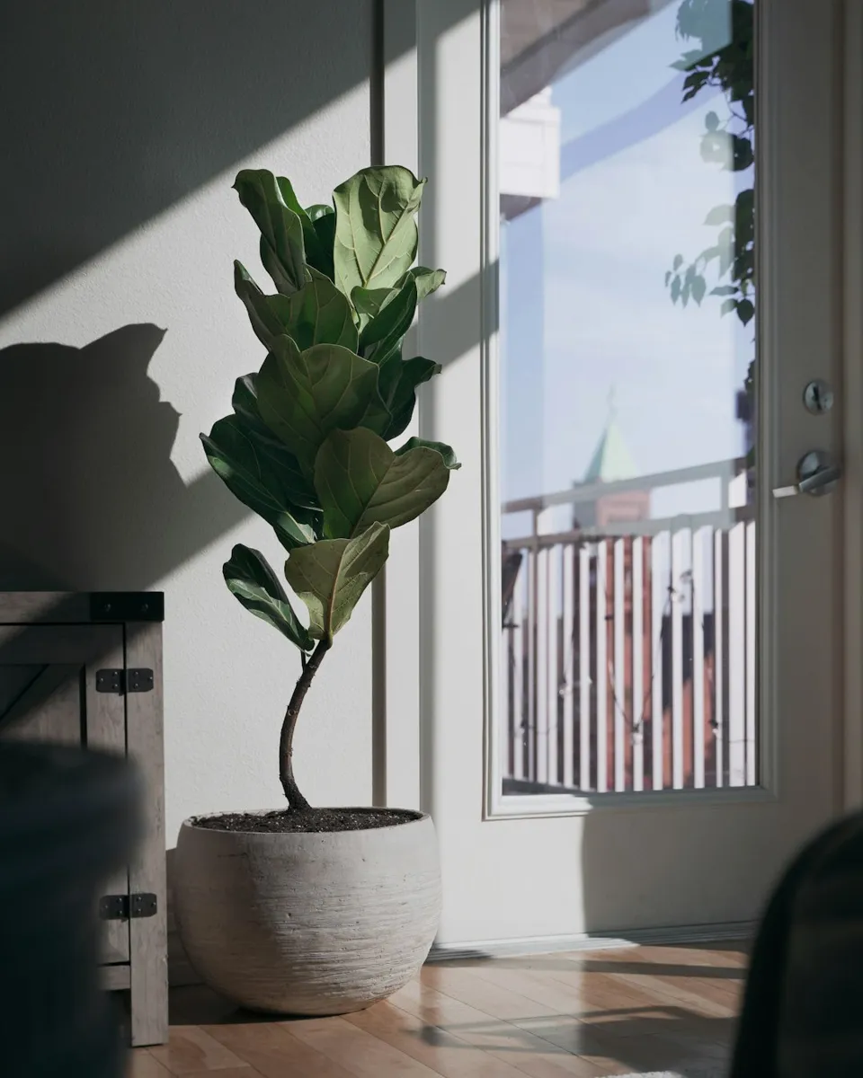 Fiddle Leaf Fig