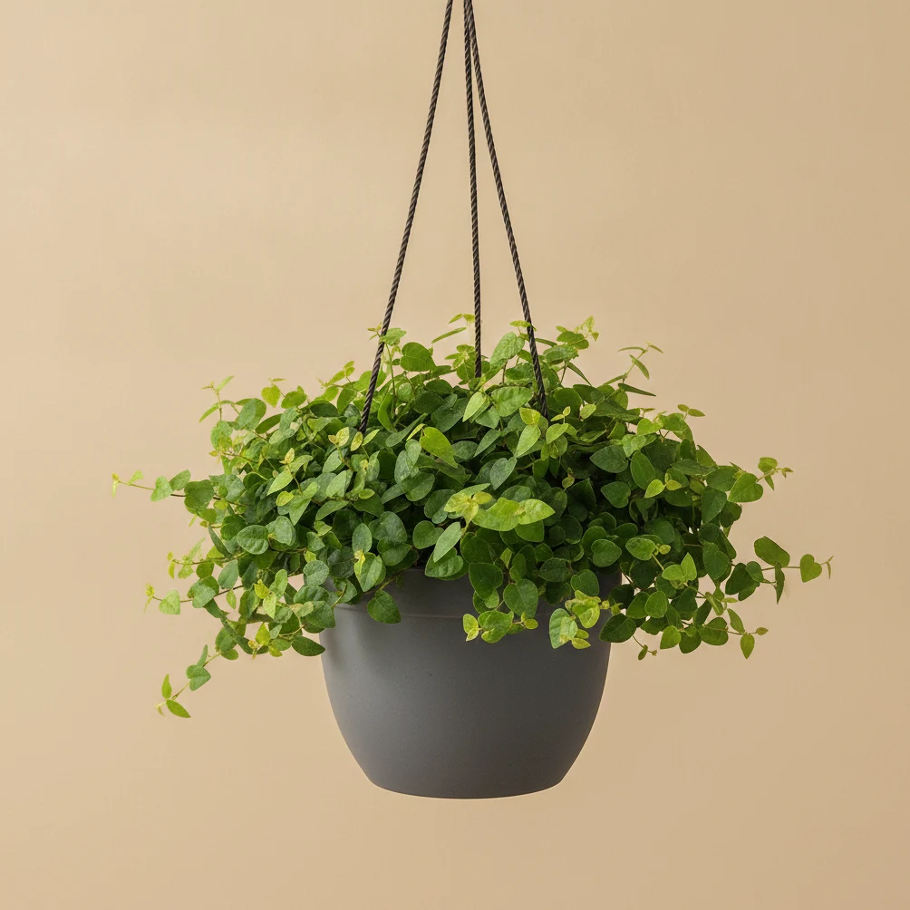 Creeping Fig (Figuier Rampant)