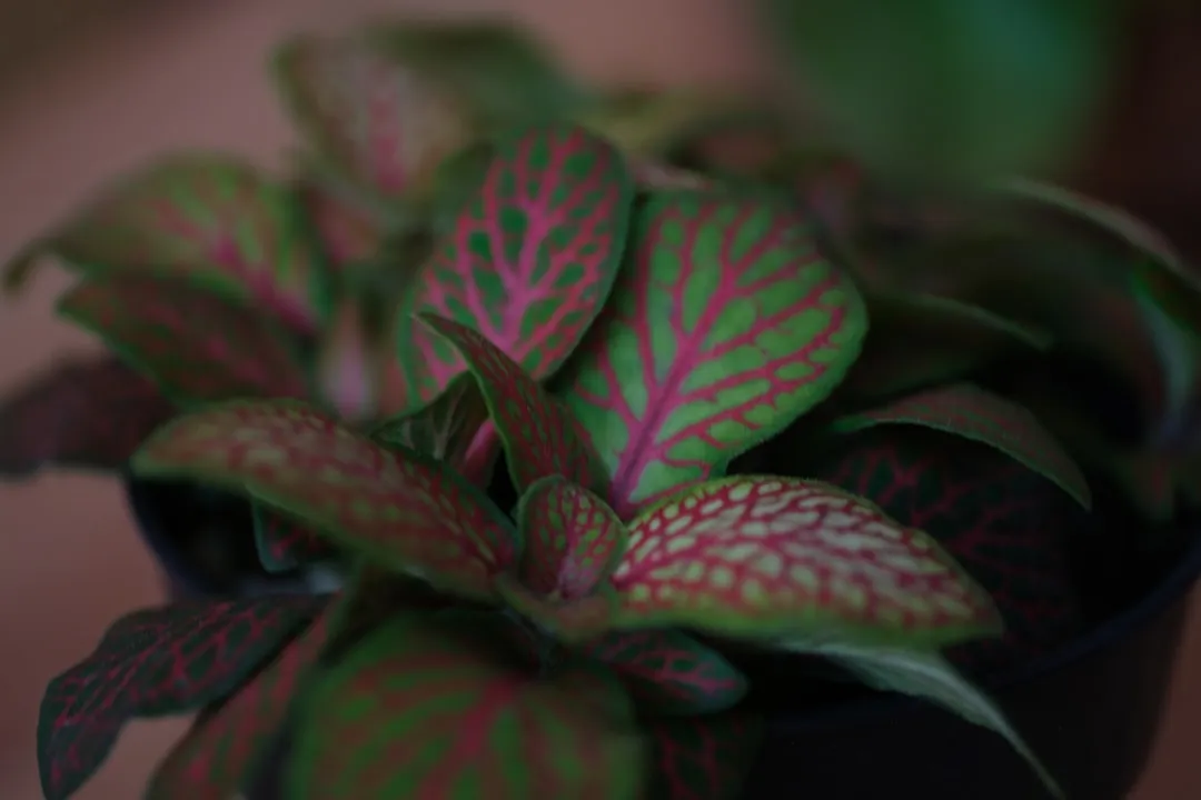 Nerve Plant (Fittonia)
