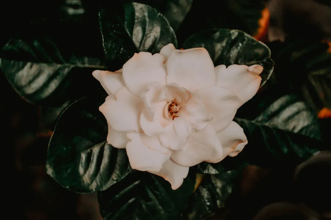 Gardenia