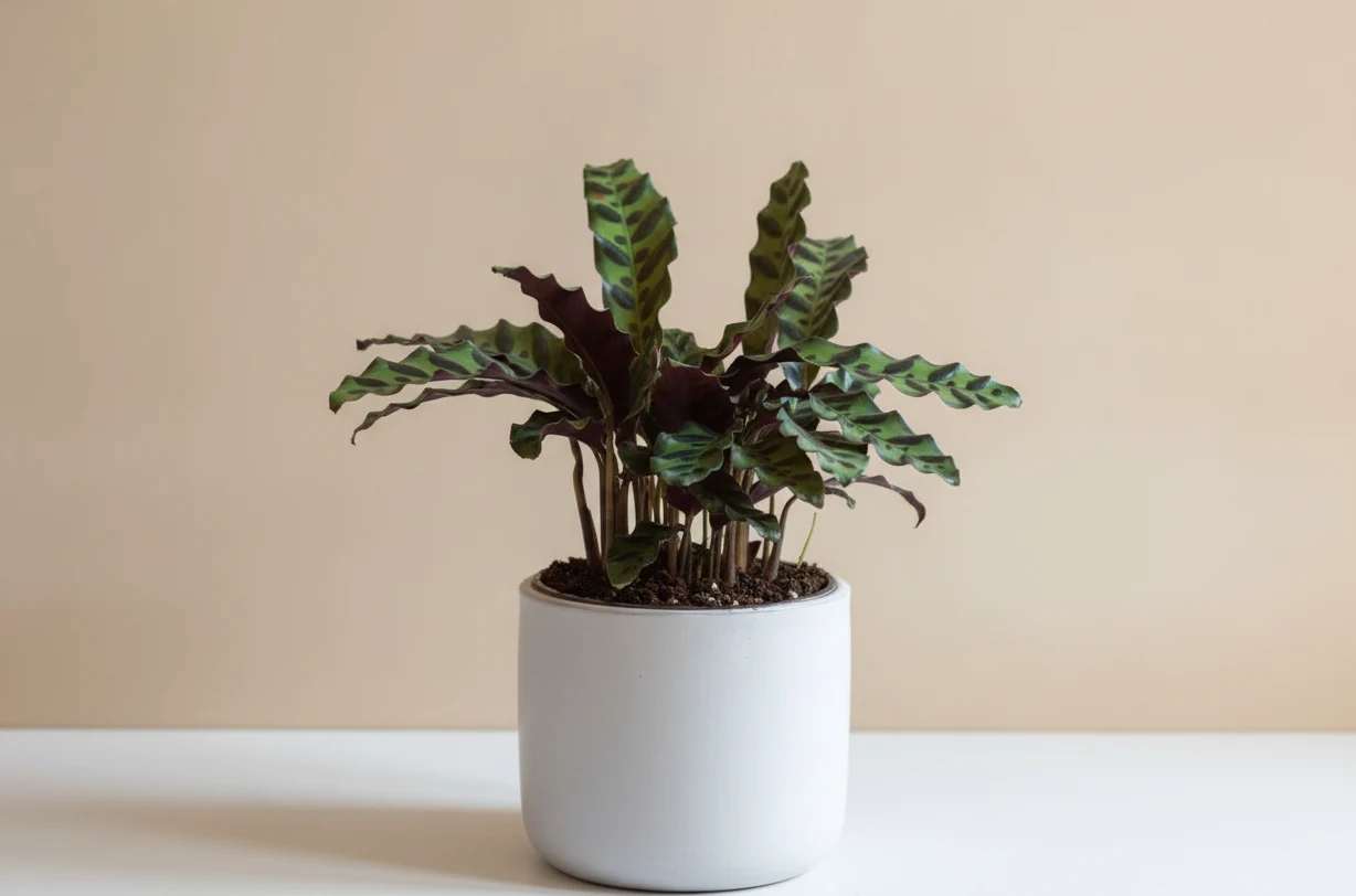 Rattlesnake Plant (Calathea Lancifolia)