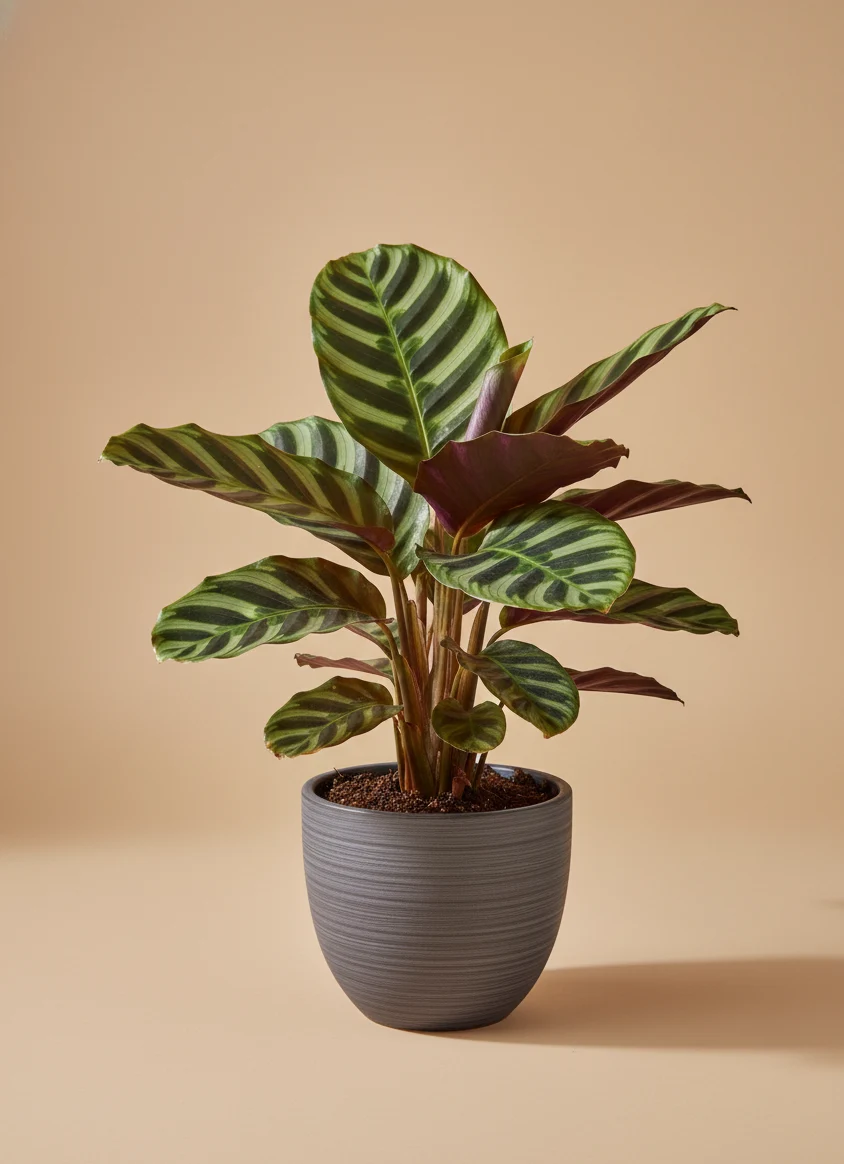 Calathea Zèbre (Calathea Zebrina)