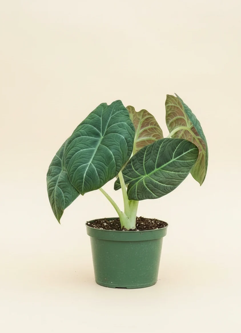 Grey Dragon Alocasia (Alocasia Maharani)