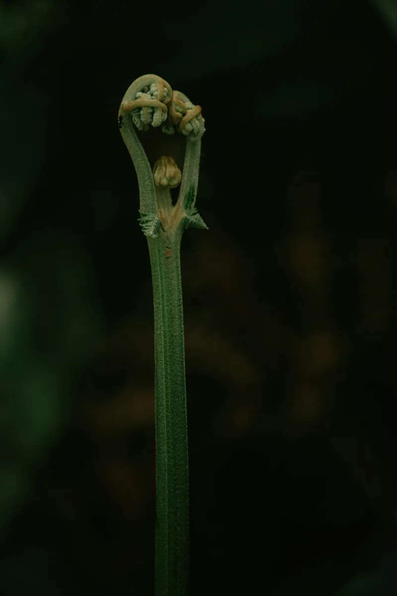 Zebra Plant (Haworthia)