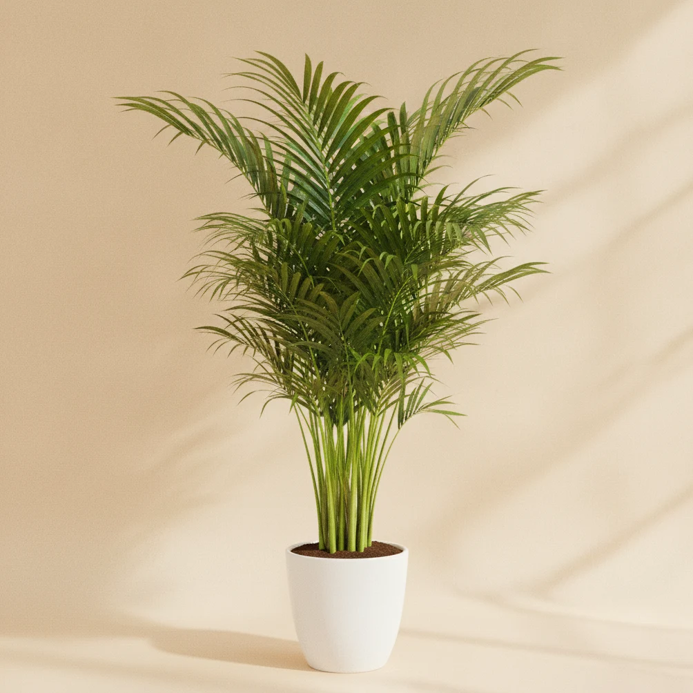 Kentia Palm (Palmier Kentia)
